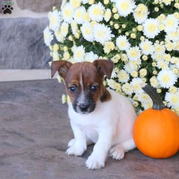 Ember, Jack Russell Terrier Puppy