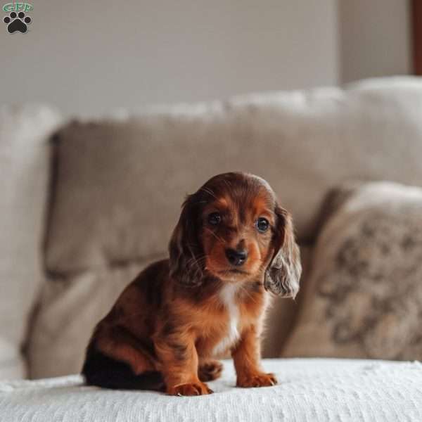 Ember, Dachshund Puppy