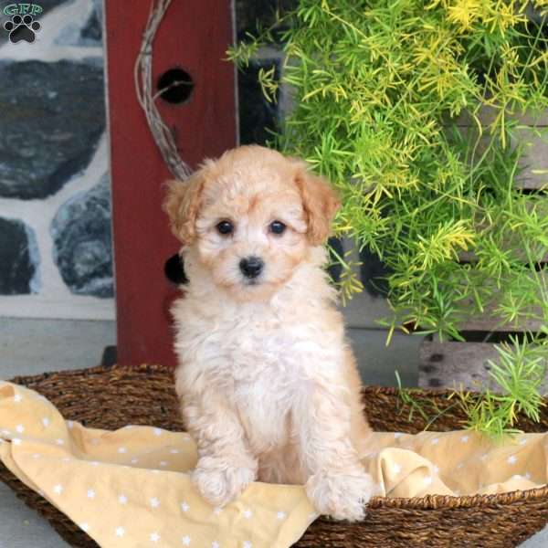 Emerald, Bich-Poo Puppy