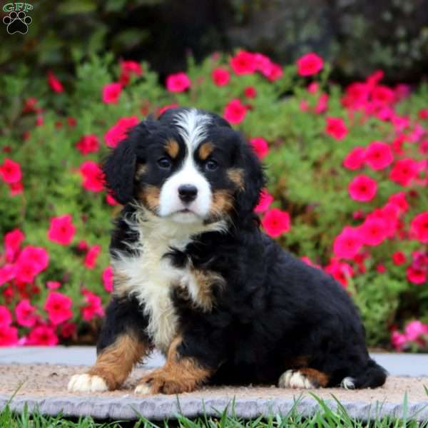 Emily, Miniature Bernese Mountain Dog Puppy