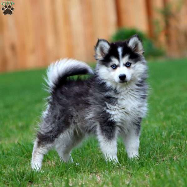 Emily, Pomsky Puppy