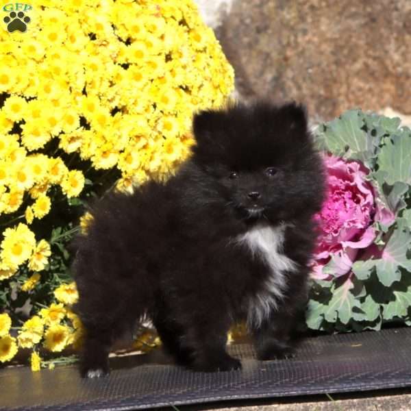 Emily, Pomeranian Puppy