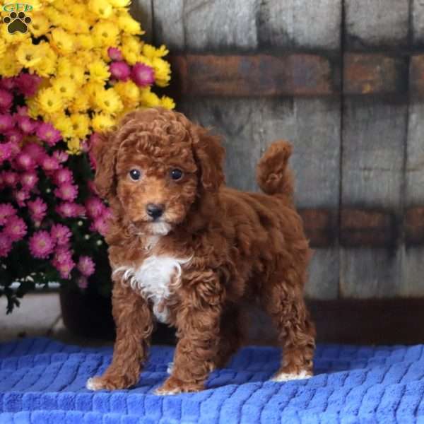 Emily, Toy Poodle Puppy