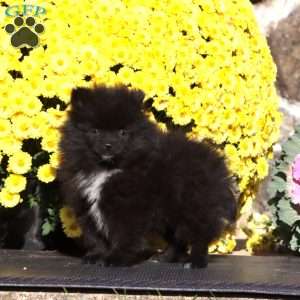 Emily, Pomeranian Puppy