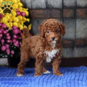 Emily, Toy Poodle Puppy