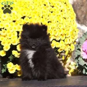 Emily, Pomeranian Puppy