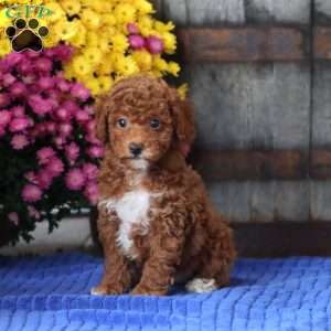 Emily, Toy Poodle Puppy