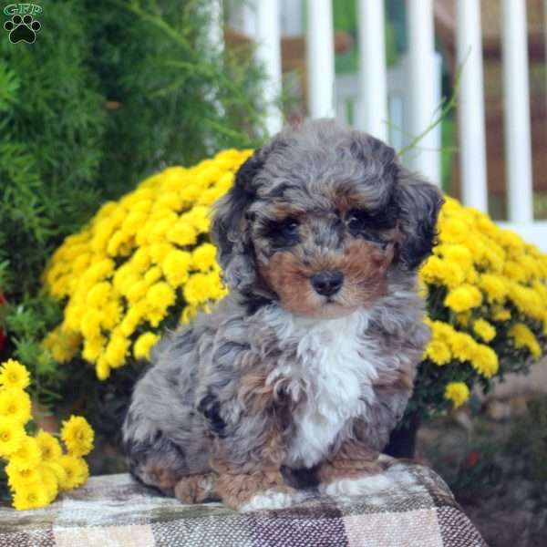 Emma, Miniature Poodle Puppy
