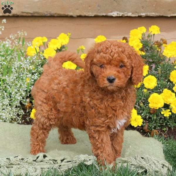 Emma, Mini Goldendoodle Puppy