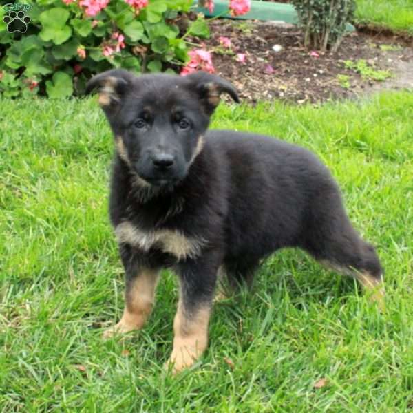 Emma, German Shepherd Puppy