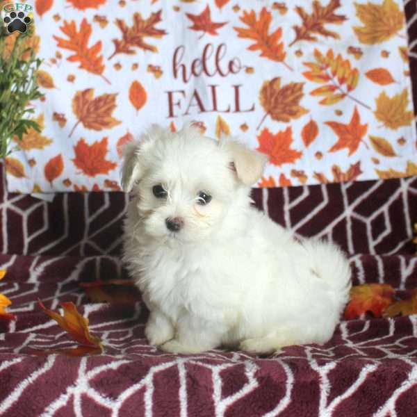 Emma, Maltese Puppy