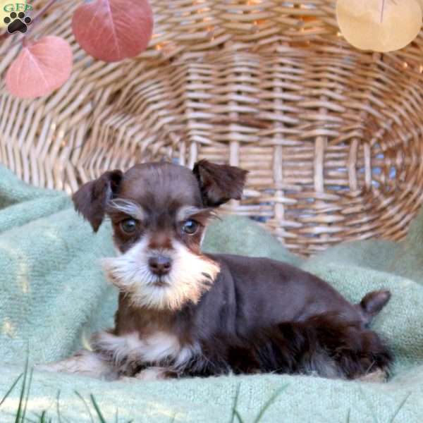 Emma, Miniature Schnauzer Puppy