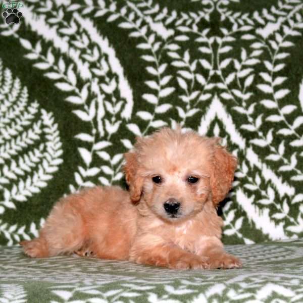 Emma, Mini Goldendoodle Puppy