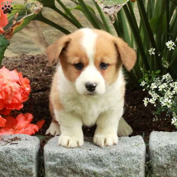 Emma, Pembroke Welsh Corgi Puppy