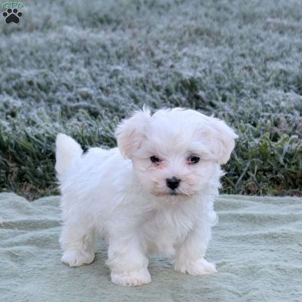 Emma, Maltese Puppy