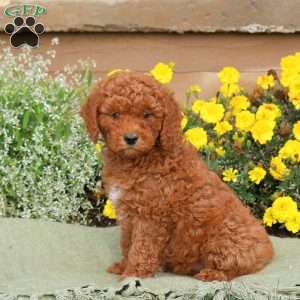 Emma, Mini Goldendoodle Puppy