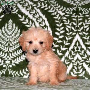 Emma, Mini Goldendoodle Puppy