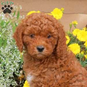Emma, Mini Goldendoodle Puppy
