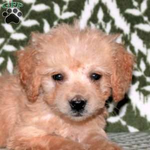 Emma, Mini Goldendoodle Puppy