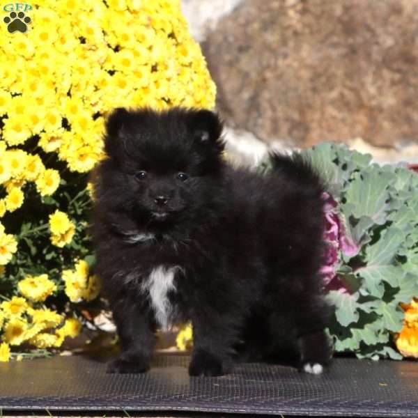 Emma, Pomeranian Puppy