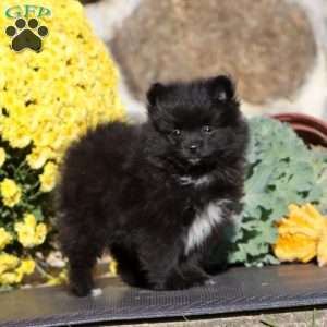 Emma, Pomeranian Puppy