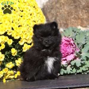 Emma, Pomeranian Puppy