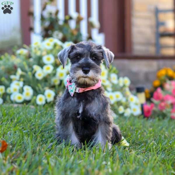 Emory, Miniature Schnauzer Puppy