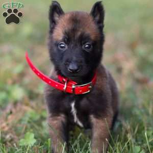 Enzo, Belgian Malinois Puppy