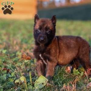 Enzo, Belgian Malinois Puppy