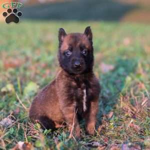 Enzo, Belgian Malinois Puppy