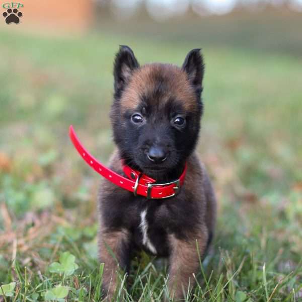 Enzo, Belgian Malinois Puppy