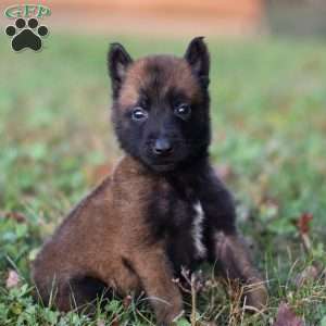 Enzo, Belgian Malinois Puppy
