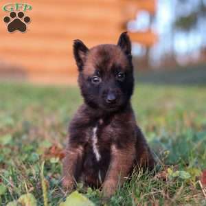 Enzo, Belgian Malinois Puppy