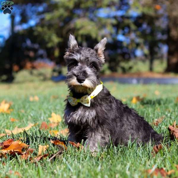 Enzo, Miniature Schnauzer Puppy