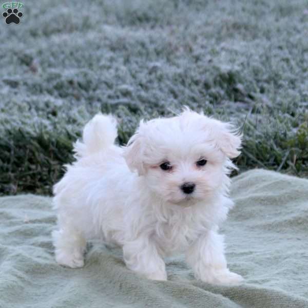 Epic, Maltese Puppy