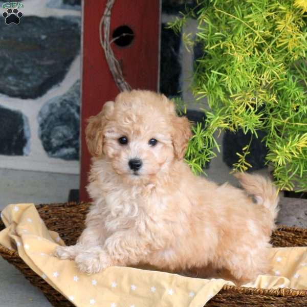 Epic, Bich-Poo Puppy