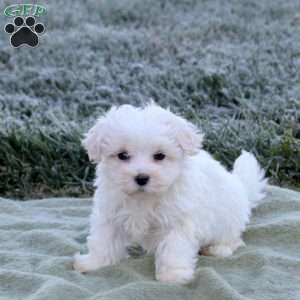 Epic, Maltese Puppy