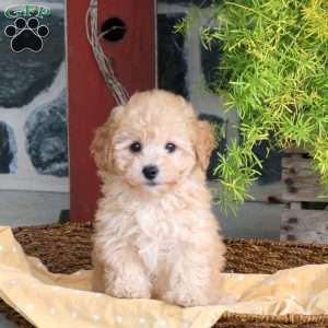 Epic, Bich-Poo Puppy