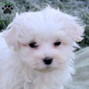 Epic, Maltese Puppy