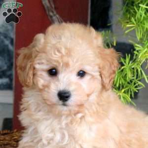 Epic, Bich-Poo Puppy