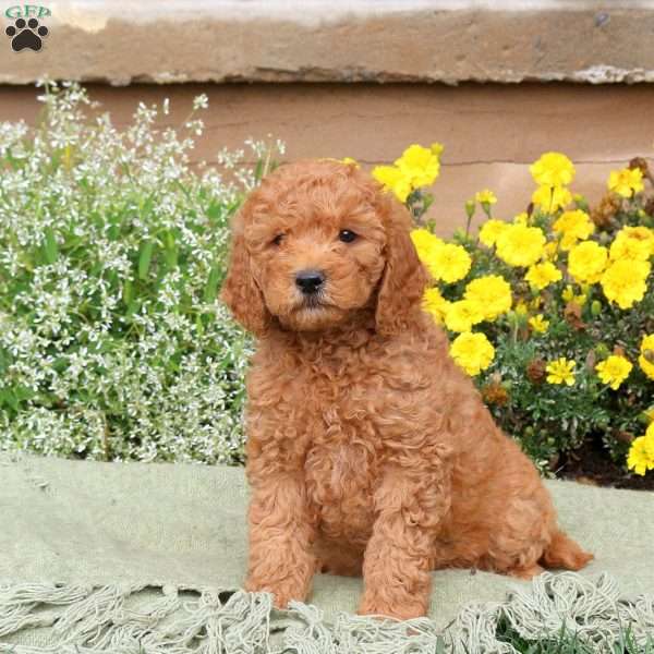 Eric, Mini Goldendoodle Puppy