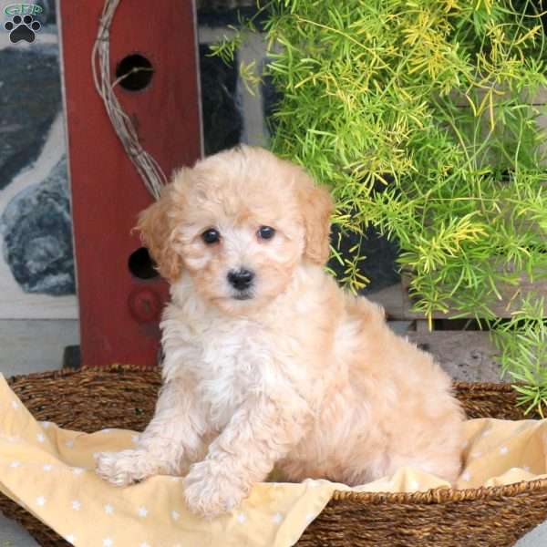 Eric, Bich-Poo Puppy