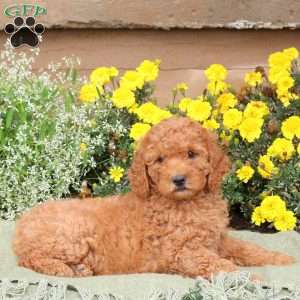 Eric, Mini Goldendoodle Puppy