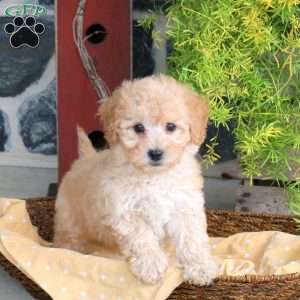 Eric, Bich-Poo Puppy