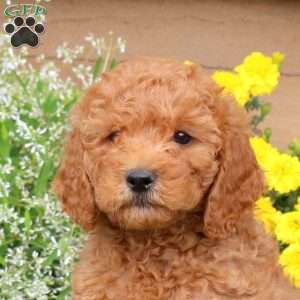 Eric, Mini Goldendoodle Puppy