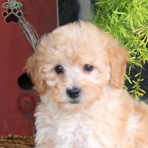 Eric, Bich-Poo Puppy