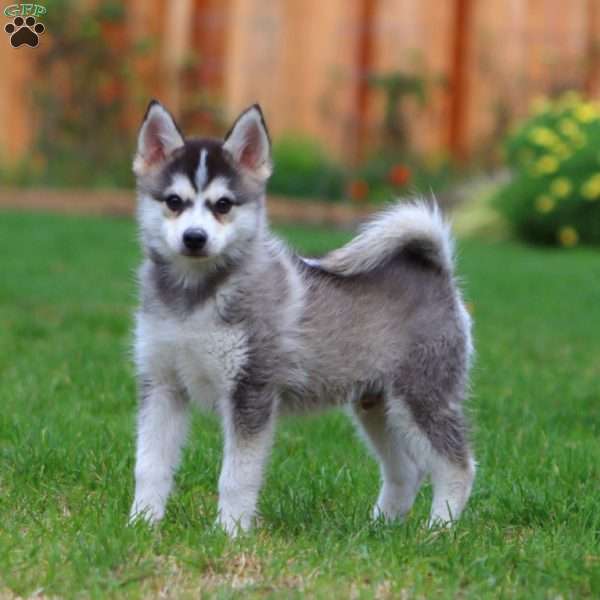 Eric, Pomsky Puppy