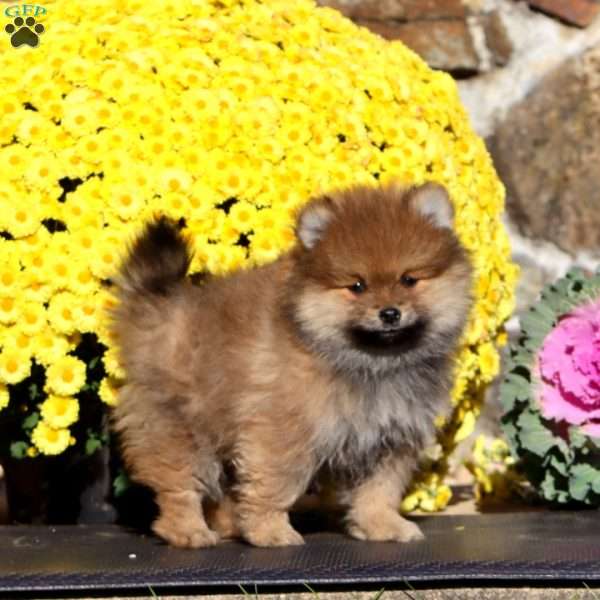 Eric, Pomeranian Puppy