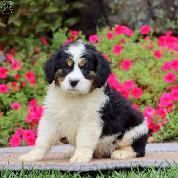 Eric, Miniature Bernese Mountain Dog Puppy