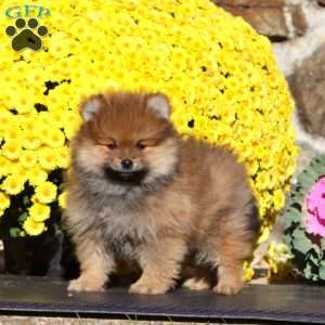Eric, Pomeranian Puppy